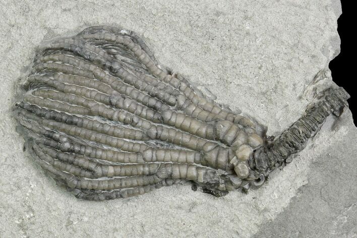 Crinoid (Pachylocrinus) Fossil - Crawfordsville, Indiana #130160